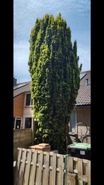 Bomen verwijderen voor brandhout., Tuin en Terras, Planten | Bomen, Ophalen, Overige soorten