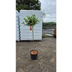 Viburnum tinus - Sneeuwbal, Vaste plant, Halfschaduw, Herfst, Ophalen