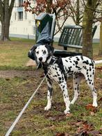Meet Buddy – 5-Month-Old Male Dalmatian, Dieren en Toebehoren, Reu, 8 tot 15 weken, Parvo, Eén hond