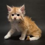 Maine coon kittens met stamboom LAATSTE 4, Dieren en Toebehoren, Katten en Kittens | Raskatten | Korthaar, Meerdere dieren, Gechipt