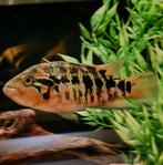 Parachromis Motaguensis vrouw, Dieren en Toebehoren, Vis