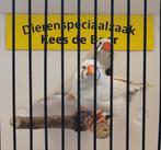 Koppel zebravinken pop met kuif