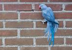 Violet halsband parkiet, Dieren en Toebehoren, Vogels | Parkieten en Papegaaien, Parkiet, Vrouwelijk, Geringd