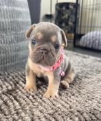Prachtig Lilac Tan teefje Franse Bulldog pups, Dieren en Toebehoren, Honden | Bulldogs, Pinschers en Molossers, België, Fokker | Hobbymatig