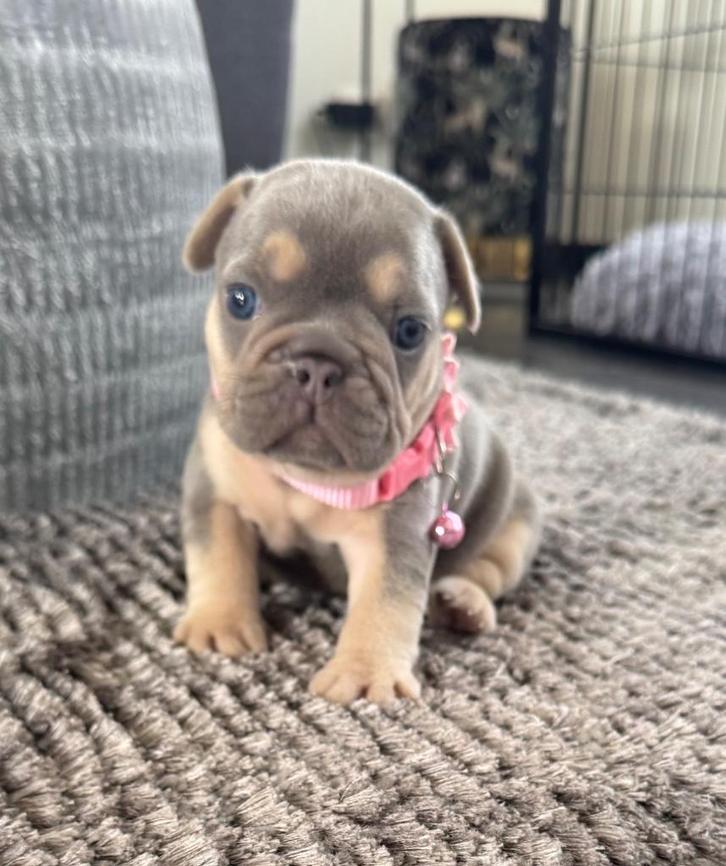 Prachtig Lilac Tan teefje Franse Bulldog pups, Dieren en Toebehoren, Honden | Bulldogs, Pinschers en Molossers, Teef, Bulldog