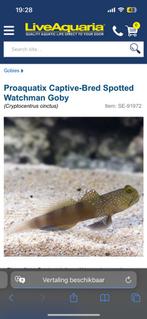 Goby fish, Dieren en Toebehoren, Vissen | Aquariumvissen, Zoetwatervis, Vis