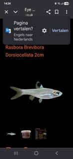 Brevibora dorsiocellata, Dieren en Toebehoren