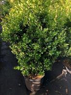 Ilex 'Caroline Upright' grote maat!! DE Buxusvervanger!!, Ophalen, Overige soorten, Struik, Minder dan 100 cm