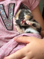 Laaste poesje nog te reserveren geboren 21-08-2025, Dieren en Toebehoren, Geslacht onbekend, Kortharig, 0 tot 2 jaar