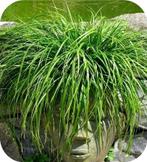 Siergras, Siergrassen, zegge, pampasgras, met korting, Tuin en Terras, Ophalen of Verzenden, Vaste plant