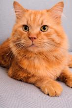Knuffelige rode kater, 3 jr (gecastr/gechipt/gavaccin), Kater, Langharig, 3 tot 5 jaar