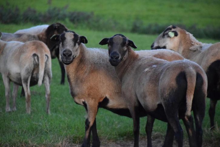 Maasduinen schapen  (ruischapen), Dieren en Toebehoren, Schapen, Geiten en Varkens, Schaap, Meerdere dieren