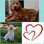 Standaard labradoodle pups, nestaankondiging, Dieren en Toebehoren, Overige rassen, CDV (hondenziekte), 8 tot 15 weken, Meerdere