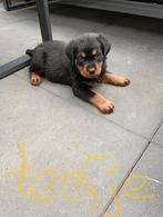 Raszuivere rottweiler pups  nog   1 teefje en 1 reutje, Rabiës (hondsdolheid), 8 tot 15 weken, Meerdere, Meerdere dieren