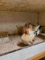 Broedeieren serama's  a/b klasse, Geslacht onbekend, Kip