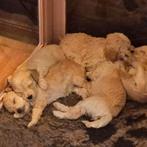 Prachtige teacup/toy maltipoo f1b puppies!, CDV (hondenziekte), 8 tot 15 weken, Meerdere, Meerdere dieren