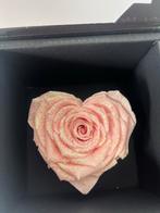 Daily Flower Echte Bloem - Langdurig Mooi!, Overige soorten, In pot, Minder dan 100 cm, Bloeiende kamerplant