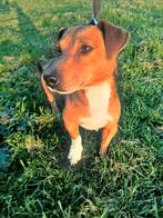 Jack russel pups, Dieren en Toebehoren, Parvo, Jack Russell Terriër, 8 tot 15 weken, Meerdere