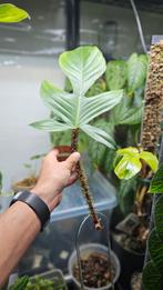 Philodendron squamiferum, Ophalen of Verzenden, Overige soorten, Minder dan 100 cm