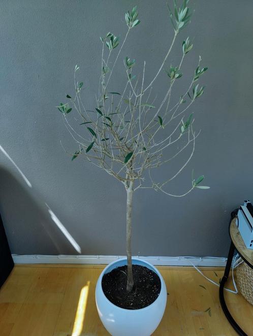 Olijfboom (125cm hoog), Tuin en Terras, Planten | Bomen, Olijfboom, 100 tot 250 cm, Volle zon, Ophalen