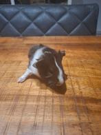 Baby cavia beertje Twix, Cavia, Mannelijk, Januari, Tam