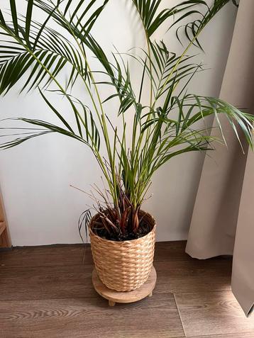 Goudpalm (Dypsis Lutescens) met bamboe pot beschikbaar voor biedingen
