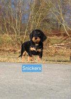 Vrolijke Teckelpups zoeken hun gouden mandje, Dieren en Toebehoren, Parvo, Standaard, 8 tot 15 weken, Meerdere