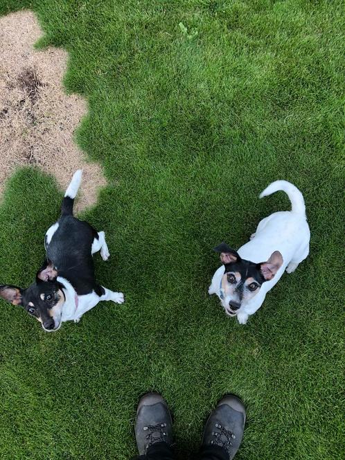 Nieuw baasje gezocht, Dieren en Toebehoren, Honden | Jack Russells en Terriërs, Teef, Jack Russell Terriër, Particulier, Meerdere