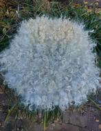 Diervriendelijk gevilt gotland vachtje, Ophalen of Verzenden