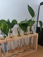 Plantjes/stekjes ruilen - Epipremnum, Ophalen, Overige soorten, Minder dan 100 cm