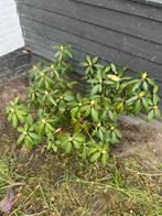 Rhododendron, Tuin en Terras, Ophalen of Verzenden, Rhododendron, Minder dan 100 cm