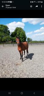 Mooie, lieve D-pony, Dieren en Toebehoren, Pony's, Ruin