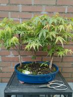 Acer bos bonsai, Minder dan 100 cm, Overige soorten, Ophalen of Verzenden