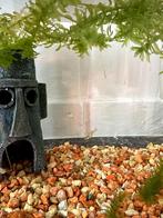 Baby guppy visjes, Dieren en Toebehoren, Vis, Zoetwatervis