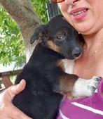 Nami zoekt een baasje, Dieren en Toebehoren, Honden | Niet-rashonden, Rabiës (hondsdolheid), 15 weken tot 1 jaar, Handelaar, Buitenland