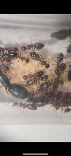 Camponotus lateris koningin + 30-50w, Dieren en Toebehoren, Insecten en Spinnen, Mieren
