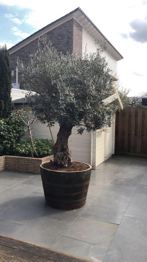 Grote eiken bloembak Whisky kuip voor olijfboom 85 x 55 cm, Tuin en Terras, Bloembakken en Plantenbakken, Hout, Tuin, 30 tot 60 cm