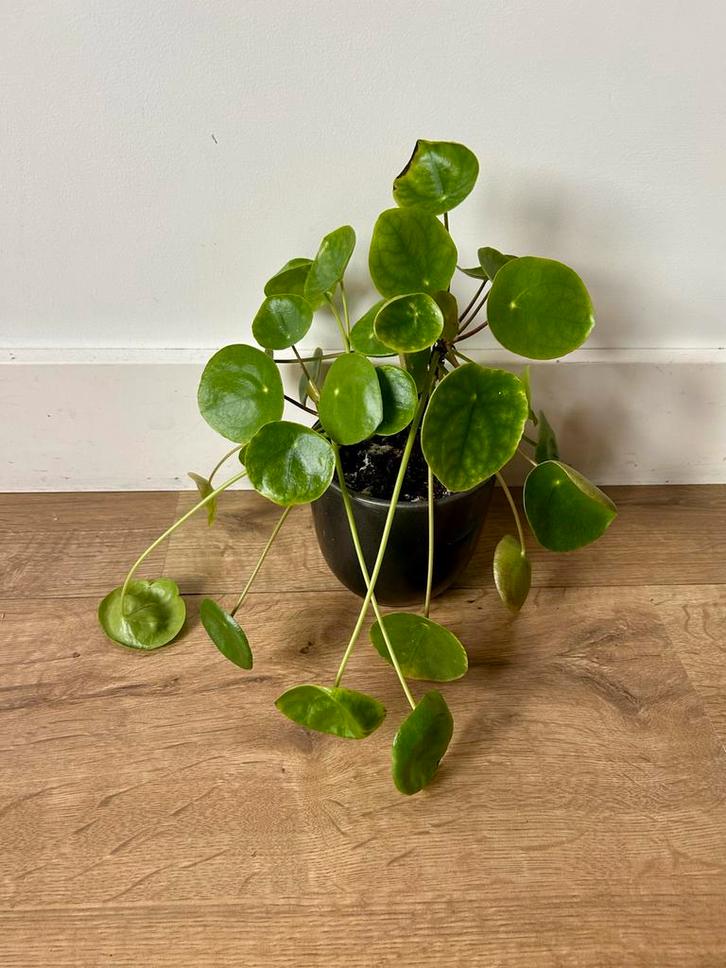 Pannenkoekenplant in pot, Huis en Inrichting, Kamerplanten, Overige soorten, Minder dan 100 cm, Groene kamerplant, Halfschaduw