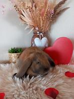 Franse hangoor ram, Dieren en Toebehoren, Konijnen, Mannelijk, Groot, Hangoor, 0 tot 2 jaar