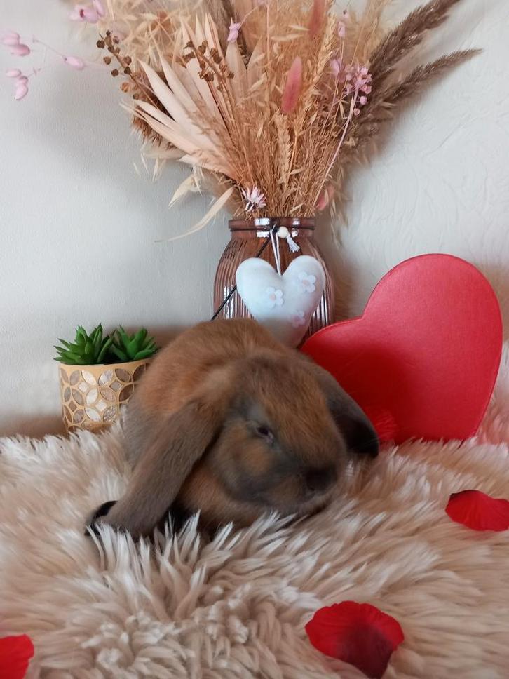 Franse hangoor ram, Dieren en Toebehoren, Konijnen, Groot, Mannelijk, 0 tot 2 jaar, Hangoor