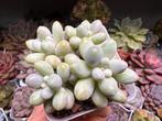 Pachyphytum sweet dumpling/pot 7cm/vetplant/succulent, Ophalen of Verzenden, Halfschaduw, Minder dan 100 cm