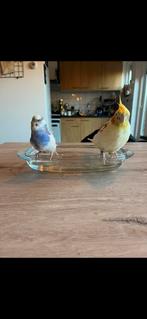 Gras en valkparkiet, Dieren en Toebehoren, Vogels | Parkieten en Papegaaien, Mannelijk, Parkiet