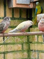 Bourkes palefallow pop 2025., Dieren en Toebehoren, Vogels | Parkieten en Papegaaien, Vrouwelijk, Parkiet, Geringd