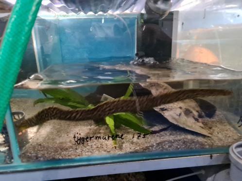 Tijgermurene, Gymnothorax Polyuranodon, murene, Dieren en Toebehoren, Vissen | Aquariumvissen, Zoetwatervis, Vis