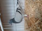 Show postduiven, Dieren en Toebehoren, Vogels | Duiven, Meerdere dieren, Postduif