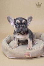 Mooiste raszuivere Franse Bulldog pups van NL., Dieren en Toebehoren, Rabiës (hondsdolheid), 15 weken tot 1 jaar, Buitenland, Bulldog