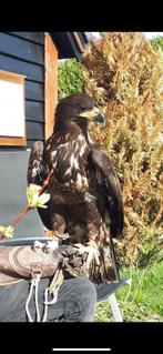 Mooien amerikaanse zeearend te koop, Dieren en Toebehoren, Vogels | Overige Vogels, Mannelijk, Roofvogel, Geringd