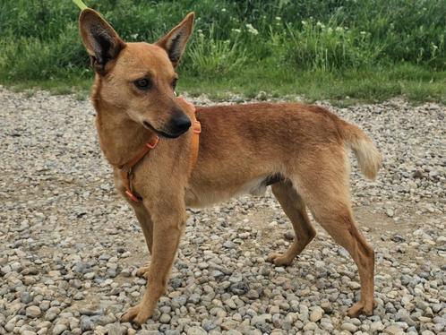 Sef is een lieve, kleine knuffelkont, Dieren en Toebehoren, Honden | Niet-rashonden, Klein, Reu, Particulier, Eén hond, Buitenland