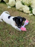 Super lieve jack russel pup, Dieren en Toebehoren, Honden | Jack Russells en Terriërs, Jack Russell Terriër, Reu, 8 tot 15 weken