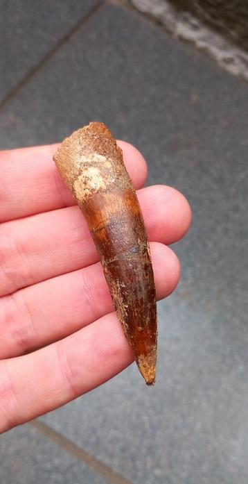 Mooie Spinosaurus tand uit Marokko dinosaurus fossiel beschikbaar voor biedingen